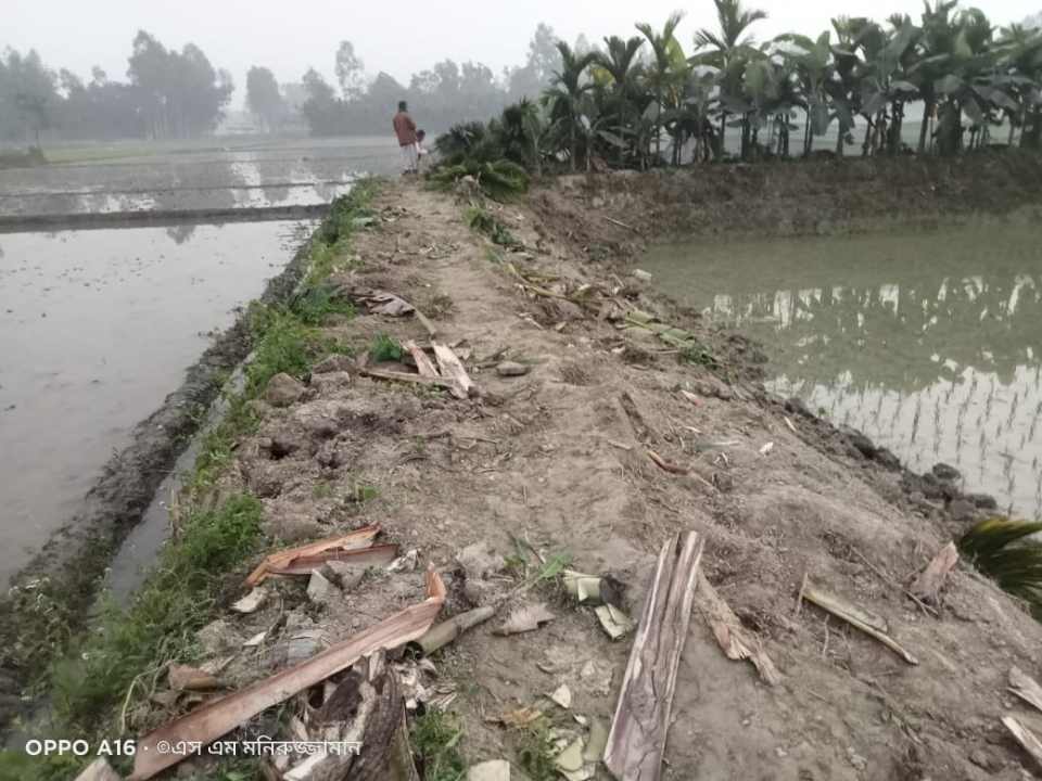 ভূরুঙ্গামারীতে জমির বিরোধ নিয়ে সুপারি গাছ ও কলাগাছ কাটার অভিযোগ উঠেছে প্রতিপক্ষের বিরুদ্ধে